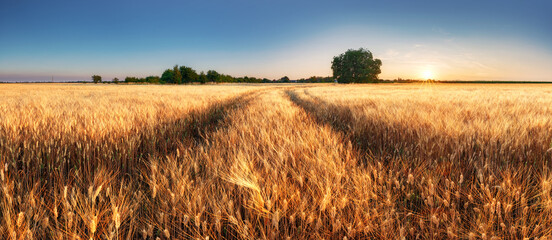 Wheat field panorama with path at summer sunset, Agriculture
