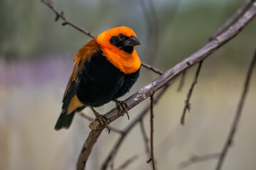 Orange Bishop Passerine Bird