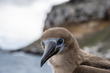 blue-footed galapagos boobies close-up against the sky