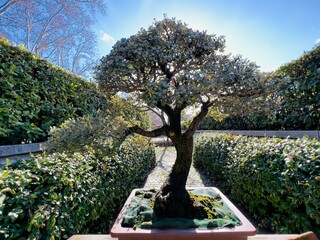 View of a quercus ilex tree in an outdoor garden.