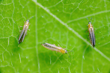 The onion, the potato, the tobacco or the cotton seedling thrips - Thrips tabaci (order...