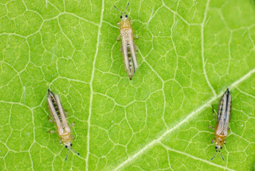 The onion, the potato, the tobacco or the cotton seedling thrips - Thrips tabaci (order...