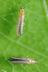 The onion, the potato, the tobacco or the cotton seedling thrips - Thrips tabaci (order...