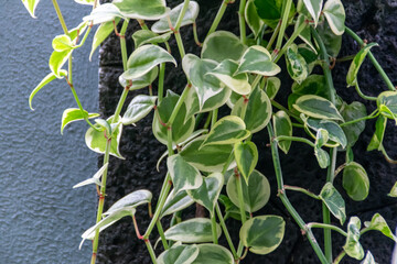 beautiful and exotic tropical creeper plants on black natural stone