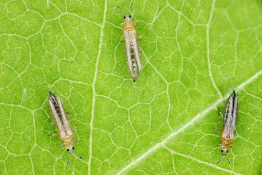 The onion, the potato, the tobacco or the cotton seedling thrips - Thrips tabaci (order Thysanoptera). It is important pest of many plants. Extreme magnification.