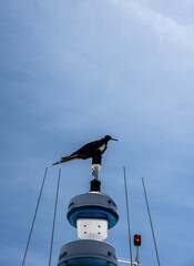 a flock of black frigate birds flew on a successful killer whale hunt in order to profit from the...