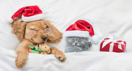 Funny English Cocker spaniel puppy wearing eyeglasses sleeps with tiny kitten and gift box under...