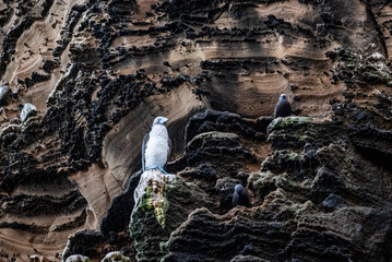 blue-footed Galapagos boobies close-up on the background of wild rocks in the sea