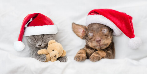 Cute kitten and yorkshire terrier puppy wearing santa hats sleep together under a white blanket on a bed at home. Kitten hugs favorite toy bear. Top down view
