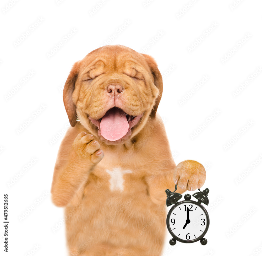 Poster yawning mastiff puppy with eye closed shows alarm clock. isolated on white background