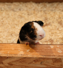 black white american cavy