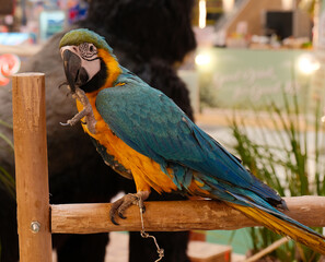 colorful parrot bird