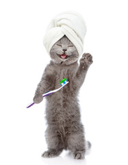 Happy cat with towel on it head holds toothbrush with toothpaste. isolated on white background