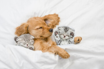 Lovely English Cocker spaniel puppy sleeps with tiny kittens under white warm blanket on a bed at...