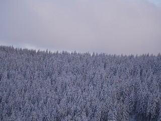 Schwarzwald im Winter