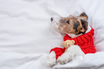 Wire-haired Fox terrier puppy wearing warm sweater hugs toy bear under white blanket at home. Top down view. Empty space for text