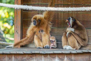 Obraz premium family of monkeys at the zoo in summer season.