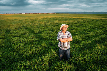 Proud senior farmer is standing in his barley field and enjoying sunset.