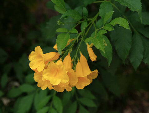 yellow flowers of ratchaphruek tree