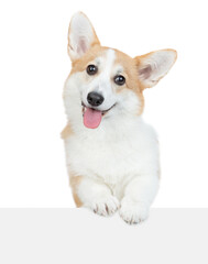 Happy Pembroke Welsh Corgi puppy looks above empty white banner. isolated on white background