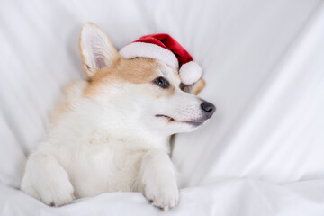 Fototapeta na wymiar Tiny Yorkshire terrier puppy wearing red santa hat lying on a bed under white blanket at home