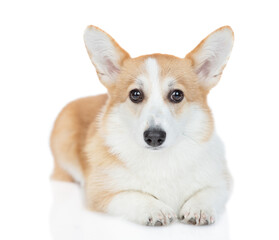Pembroke Welsh Corgi puppy lying in front view and looks at camera. isolated on white background
