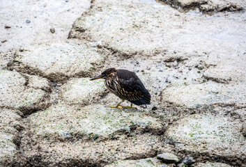 small Galapagos bird on a branch in natural conditions