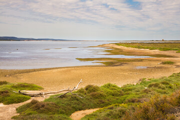 Driftwood in Saint Lucie Regional Natural Reserve, Port-la-Nouvelle, France