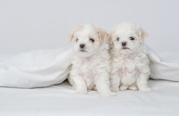 Two cute white Maltese puppies sit under white warm blanket on a bed at home and looks at camera. Empty space for text