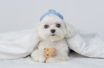 Cute white Maltese puppy wearing warm knitted hat hugs toy bear under white warm blanket on a bed at home