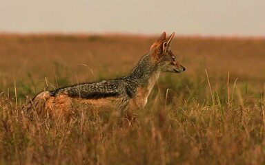 red backed jackal