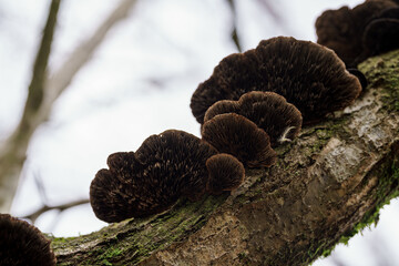 Stem mushrooms in the forest of La Garrotxa.