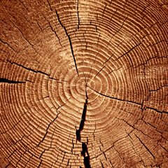 Old wooden cut surface with cracks and annual rings.