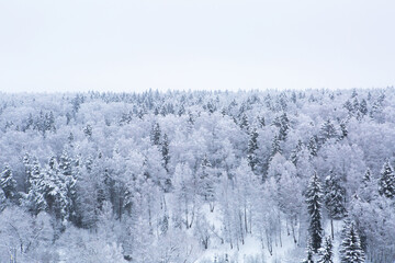 White trees in the forest are covered with snow in winter
