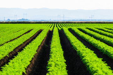 Fototapeta na wymiar Carrot field. Long green rows of professionally cultivated carrot. Agriculture landscape on sunny day.