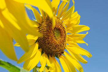 Big yellow sunflower blossom and bee with blue sky background
