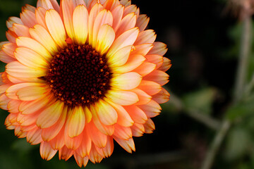 macrophotography of an orange flower. The calendula flower is close.