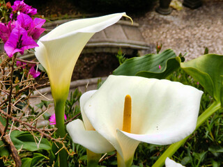 Blooming Arum Lily (Zantedeschia aethiopica) a bulbous flowering plant native to South Africa
 - Powered by Adobe