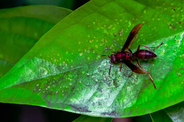 A brown hornet with spread wings sits on a sheet of green leaf under the morning sunlight. Insect wasp close-up for nature background and wallpaper
