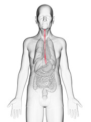 Fototapeta premium 3d rendered medically accurate illustration of an old mans esophagus
