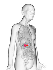 3d rendered medically accurate illustration of an old mans pancreas