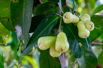 Obraz premium Close-up view of fresh ripe green rose apples fruit on the tree with a green leaves hanging with blurry and soft focus background with under the sunlight at farm