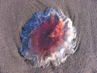 Pacific jellyfish 