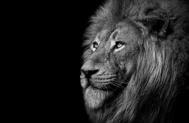 Lion , king isolated , Portrait Wildlife animal	