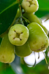 Close-up view of fresh ripe red rose apples fruit on the tree with a green leaves hanging with blurry and soft focus background with under the sunlight at farm