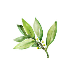 Seamless pattern Tree laurel.Image on white and colored background.Seamless pattern.