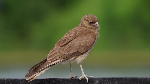 Common scavenger in its natural habitat, chimango caracara, milvago chimango perched on metal bar waiting for targeted prey on a windy day, clicking its beak and turning its head.