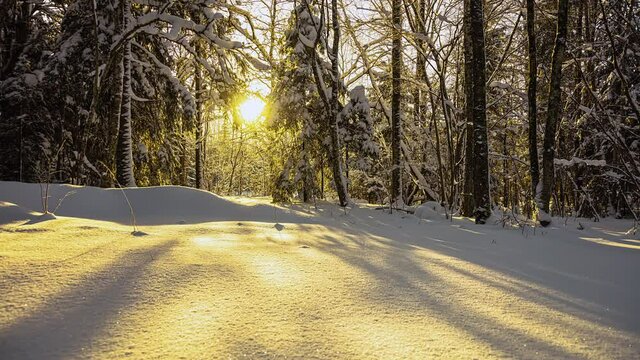 Picturesque sunrise behind snowy spruce forest during white winder day - Sunbeam reflecting in snow field,time lapse