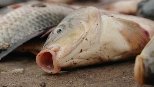 Fish dying and trying to breath out of the water, animal rights violation, animal cruelty concept