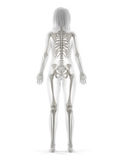 3d rendered illustration of the female skeleton